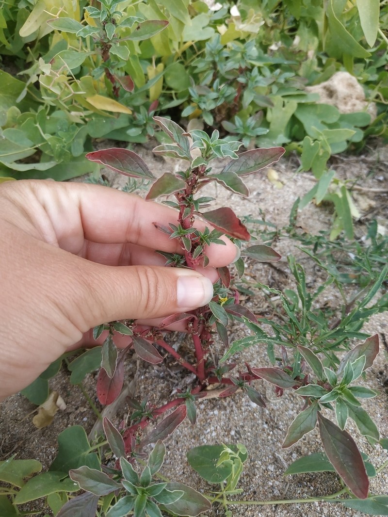 Mediterranean Amaranth photo 7