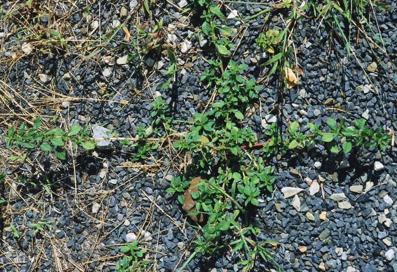 Mediterranean Amaranth photo 8