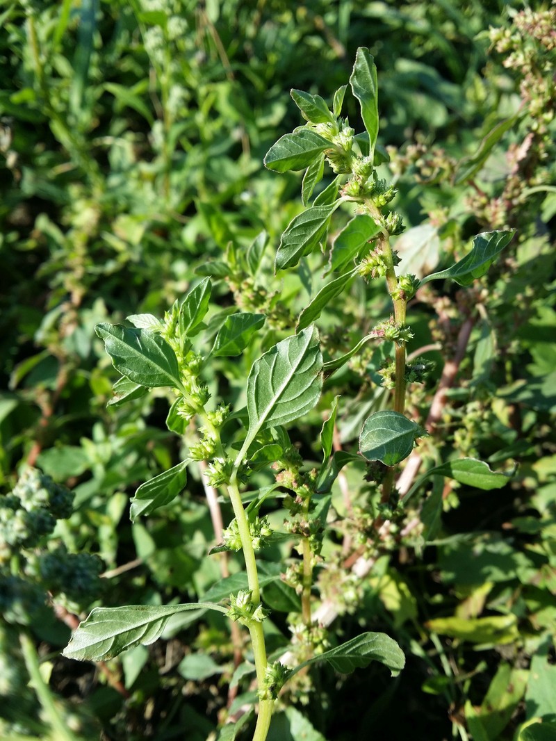 Mediterranean Amaranth