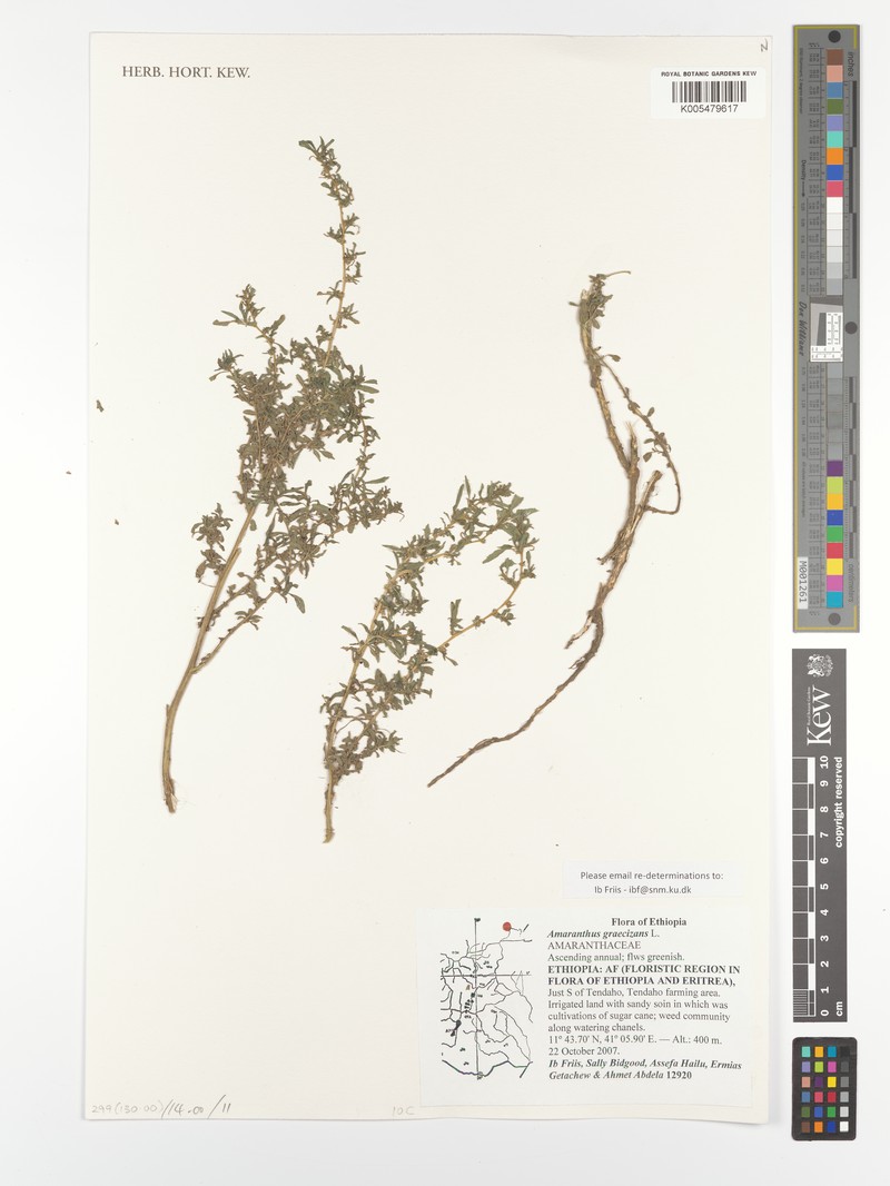 Amaranthus graecizans subsp. graecizans