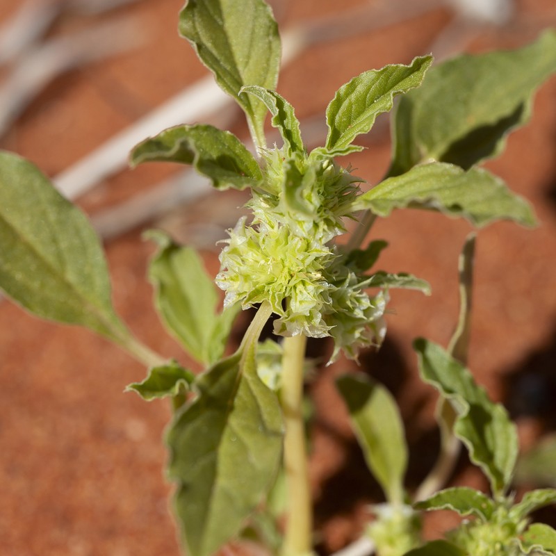Amaranthus grandiflorus