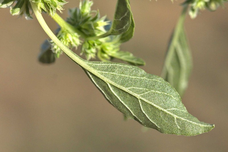 Amaranthus grandiflorus photo 3