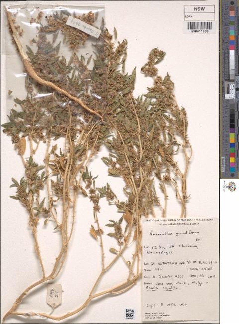 Amaranthus grandiflorus photo 5
