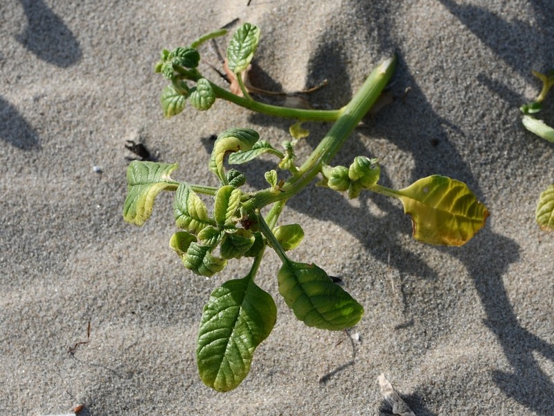 Gregg's Amaranth