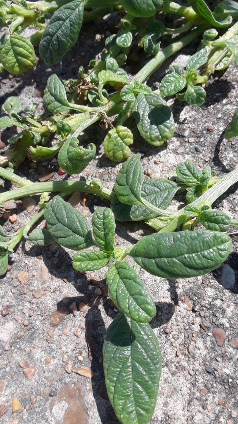 Gregg's Amaranth photo 3