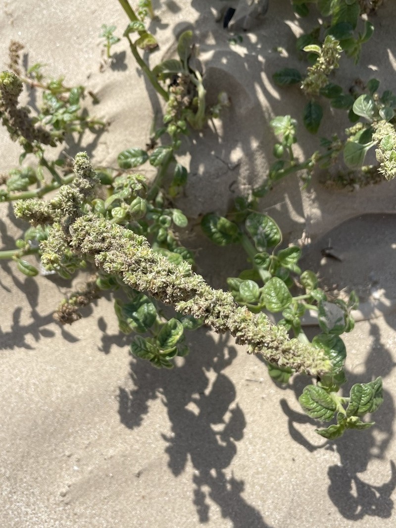 Gregg's Amaranth photo 4