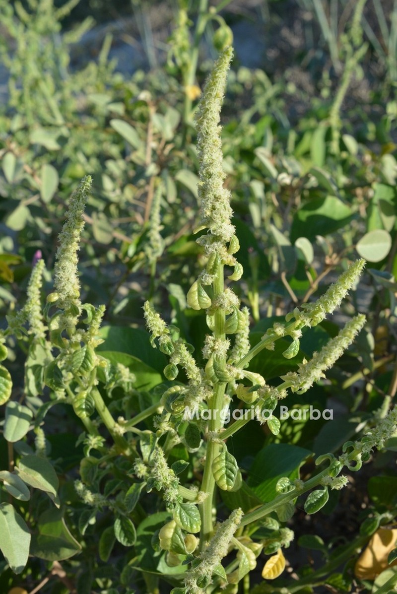 Gregg's Amaranth photo 5