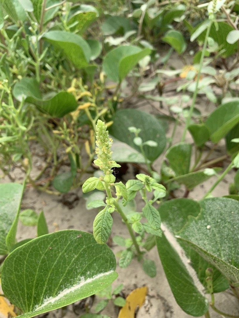 Gregg's Amaranth photo 6