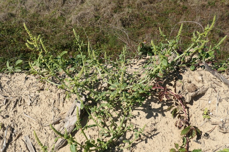 Gregg's Amaranth photo 7