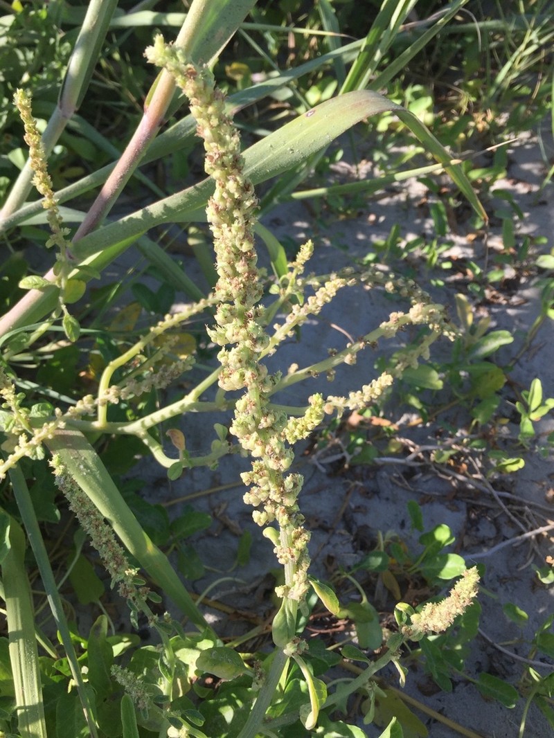 Gregg's Amaranth photo 8
