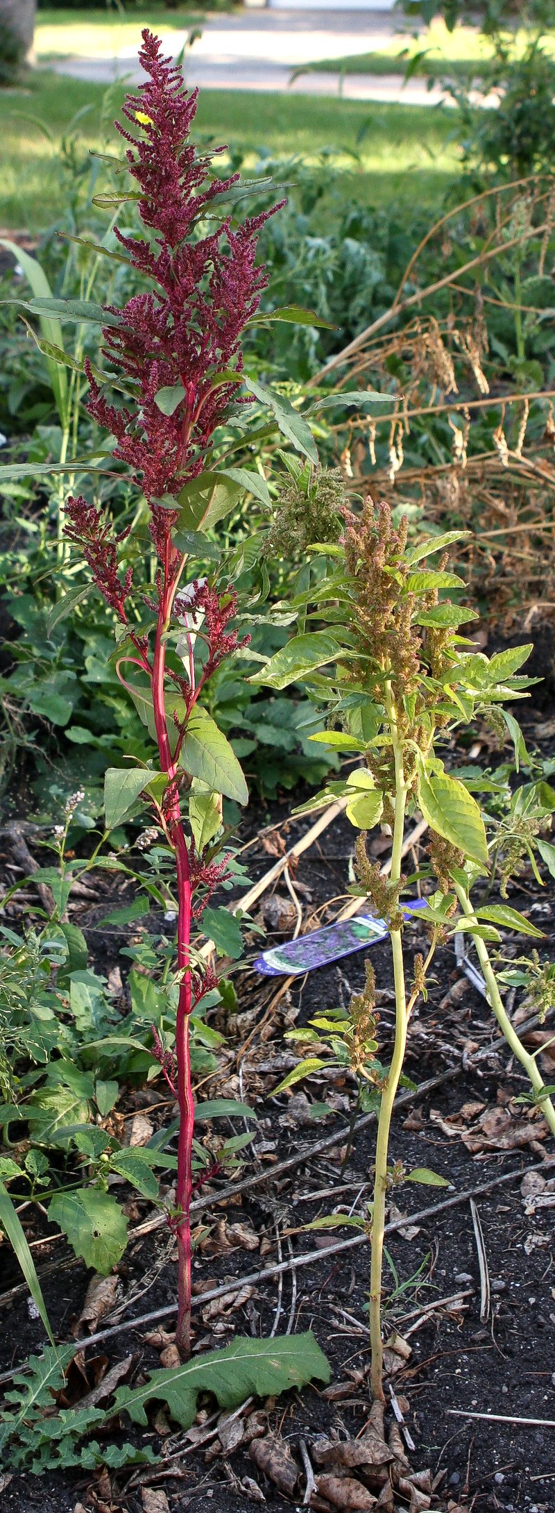 slim amaranth