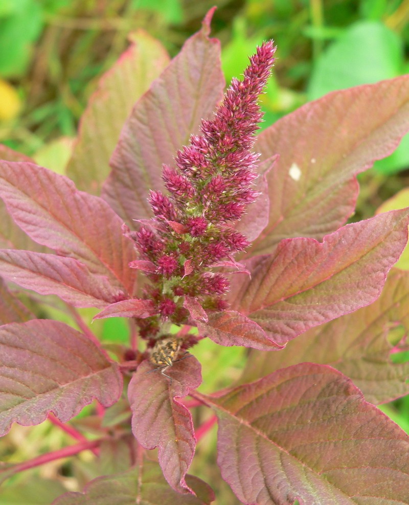 slim amaranth photo 2