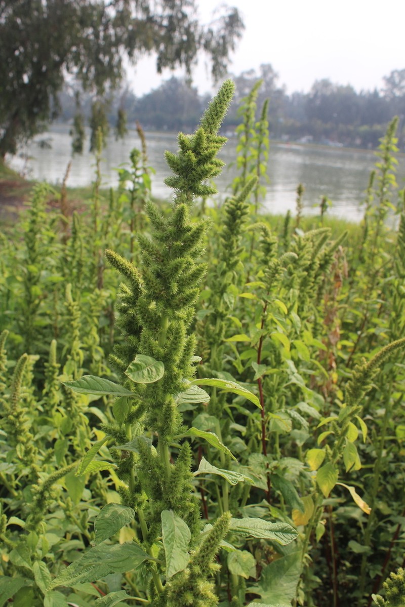 slim amaranth photo 3