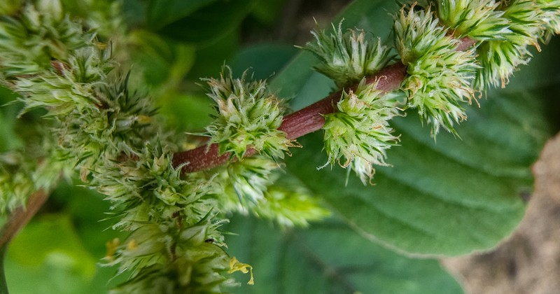 slim amaranth photo 4