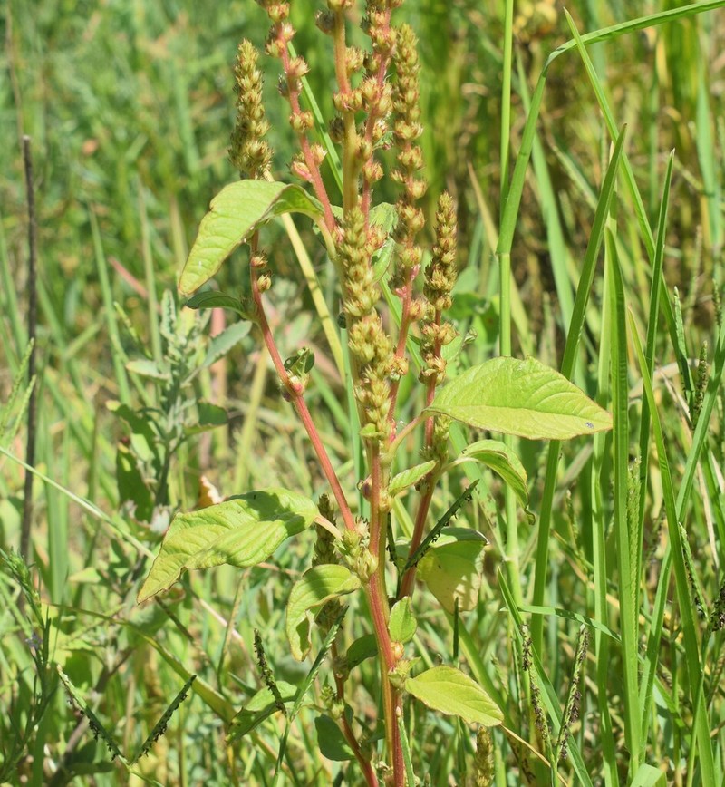 slim amaranth photo 5