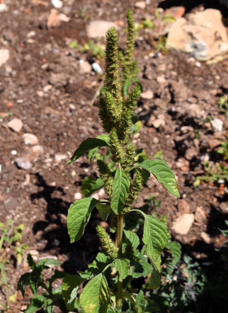 slim amaranth photo 6