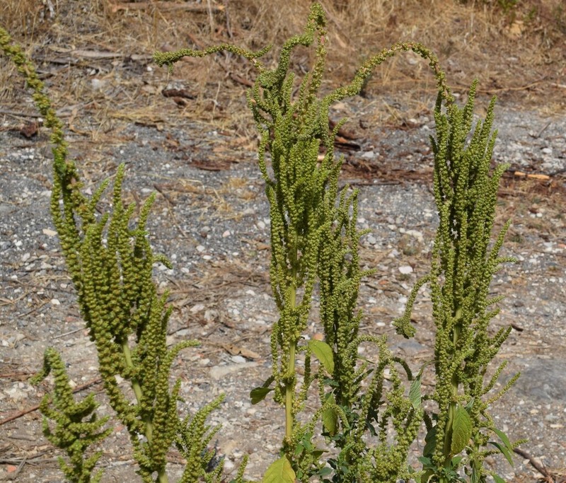 slim amaranth photo 7