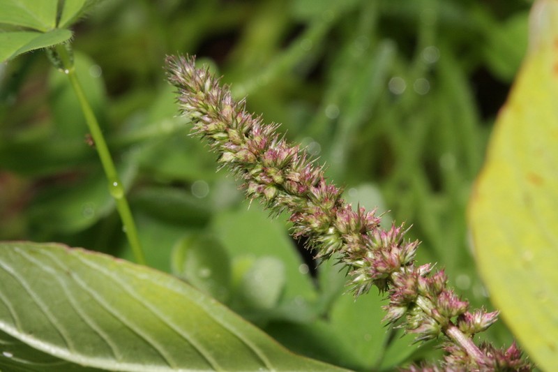 slim amaranth photo 8