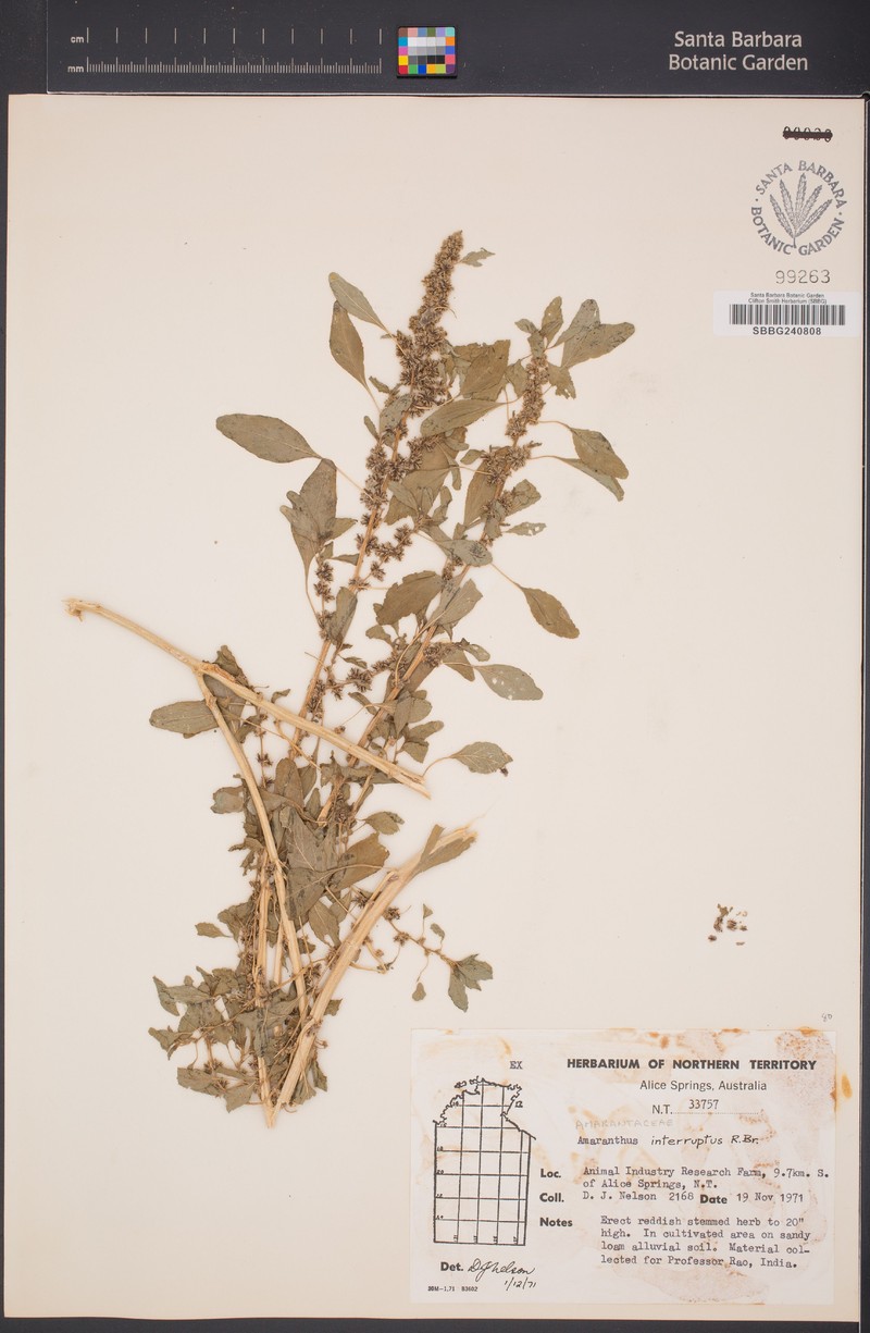 Amaranthus interruptus photo 2