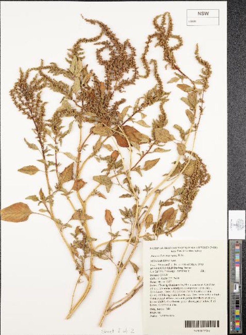 Australian Amaranth