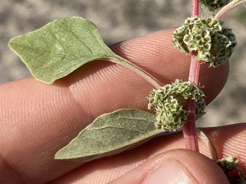Amaranthus lepturus