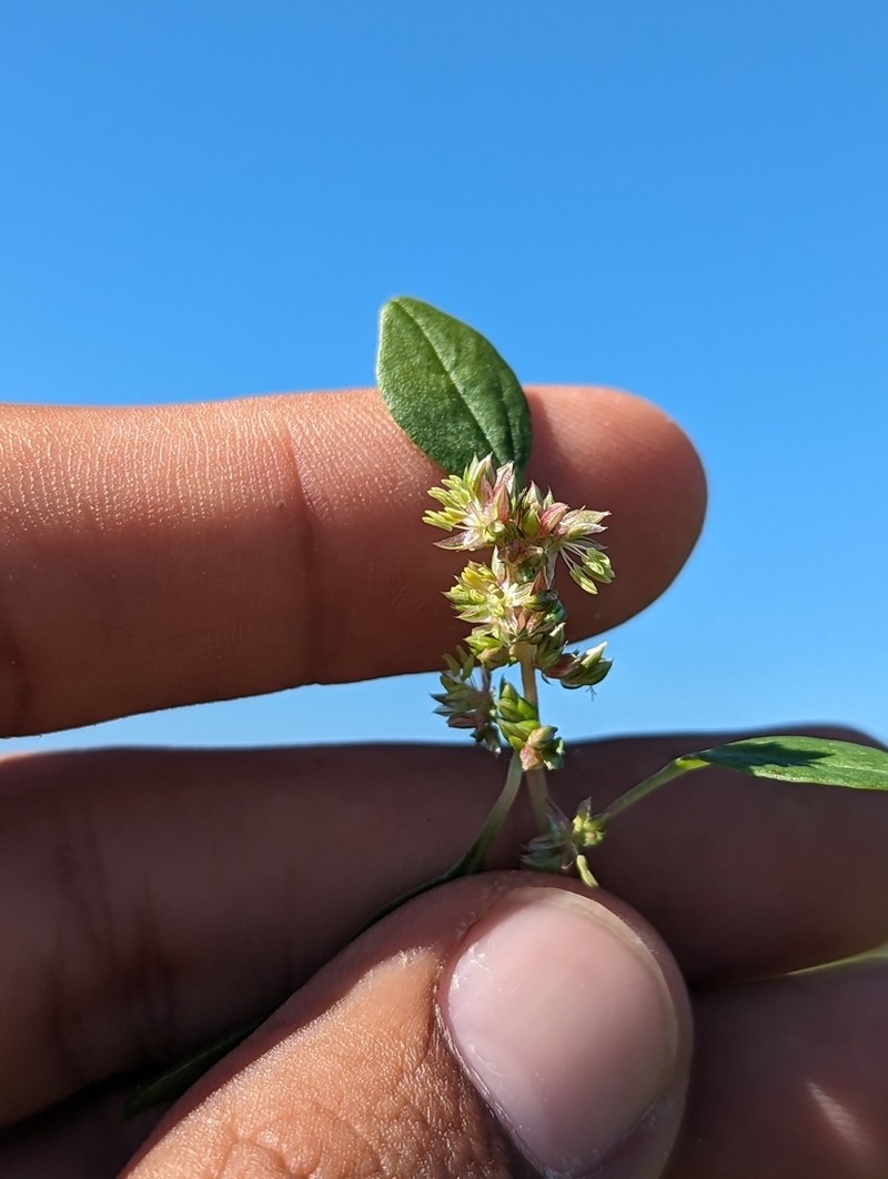 Amaranthus lepturus photo 2