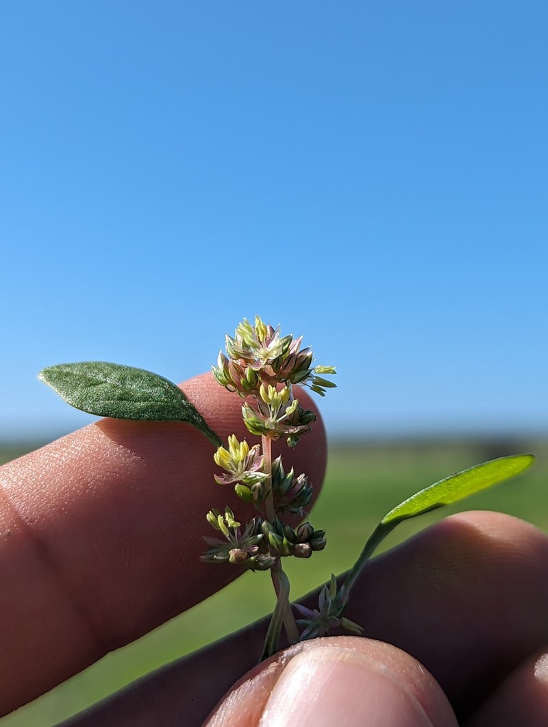 Amaranthus lepturus photo 3