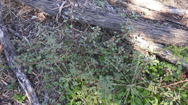 Dwarf Amaranth