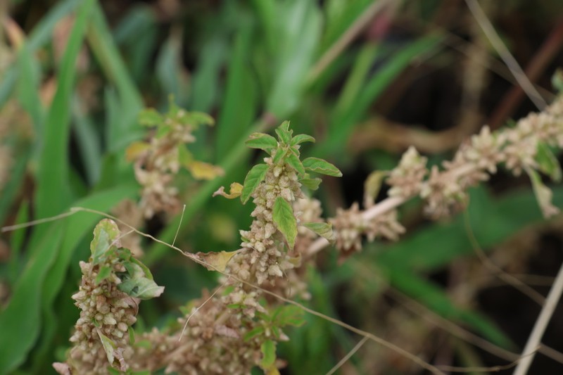 Dwarf Amaranth photo 2