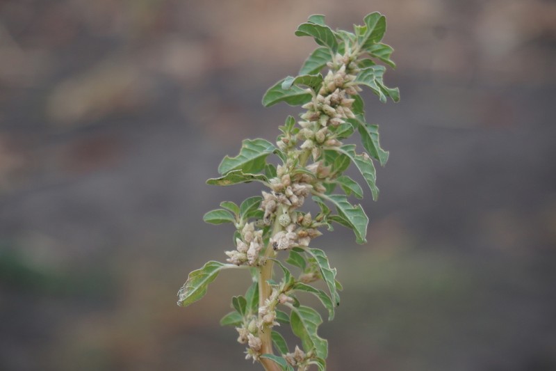 Dwarf Amaranth photo 3
