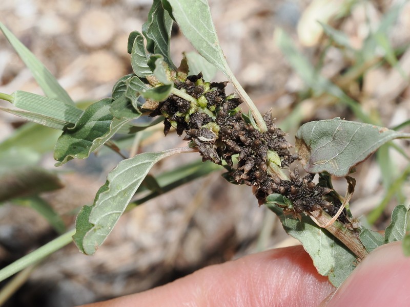 Dwarf Amaranth photo 4