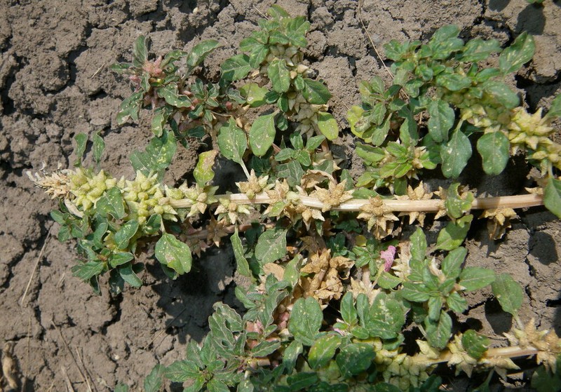 Dwarf Amaranth photo 5