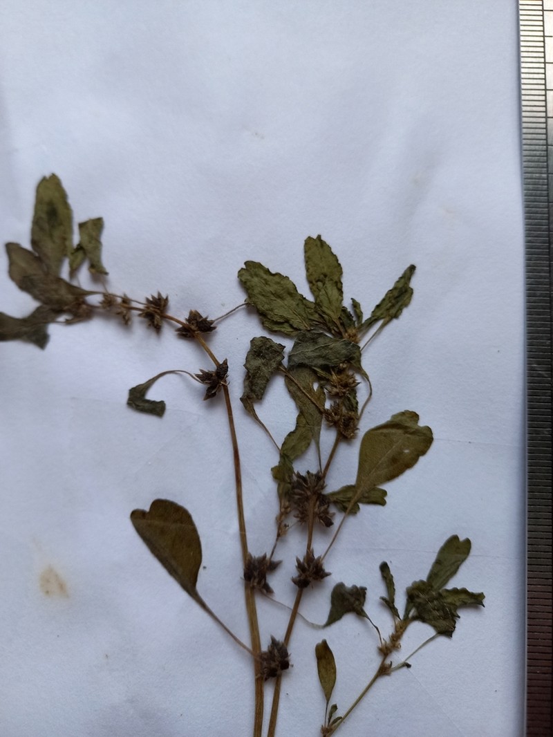 Dwarf Amaranth photo 6