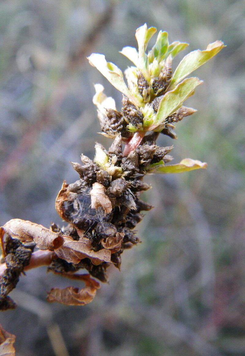 Dwarf Amaranth photo 7