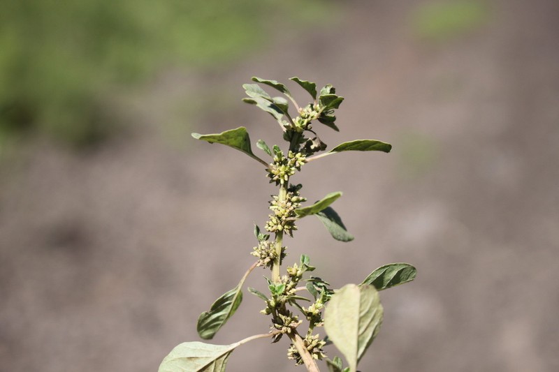 Dwarf Amaranth photo 8