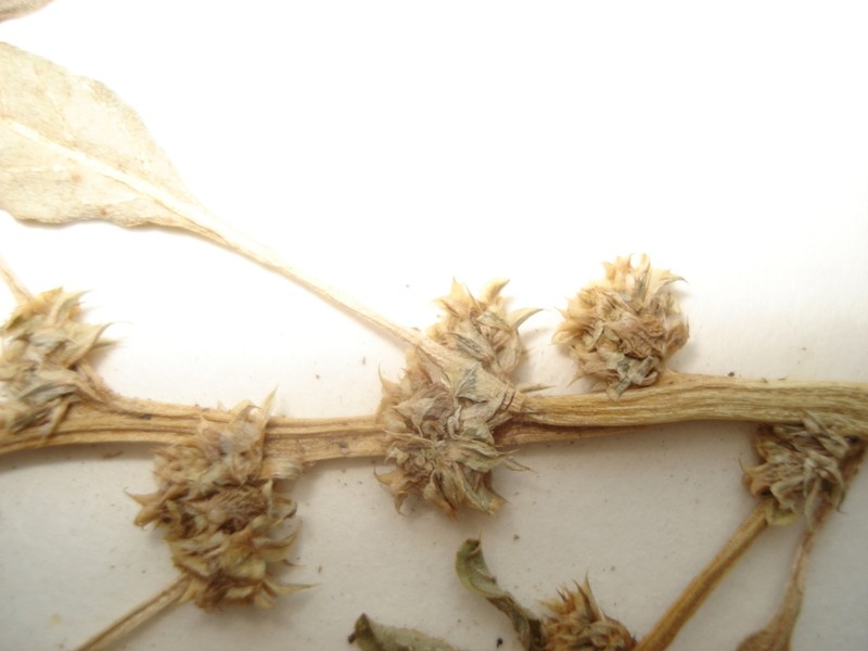 Amaranthus mitchellii photo 2