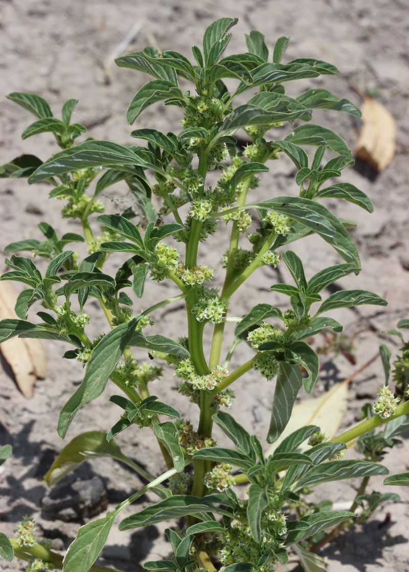 Amaranthus mitchellii photo 3