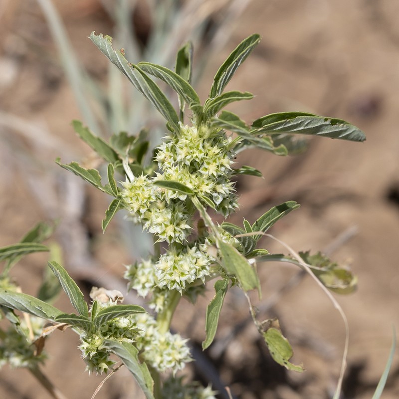 Amaranthus mitchellii photo 4
