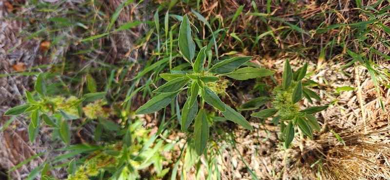 Amaranthus mitchellii photo 5