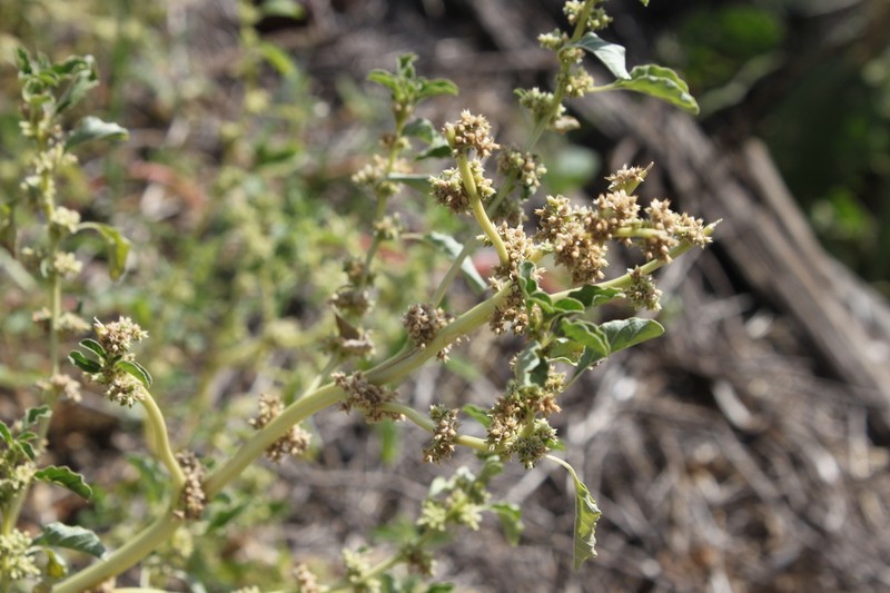 Amaranthus mitchellii photo 6