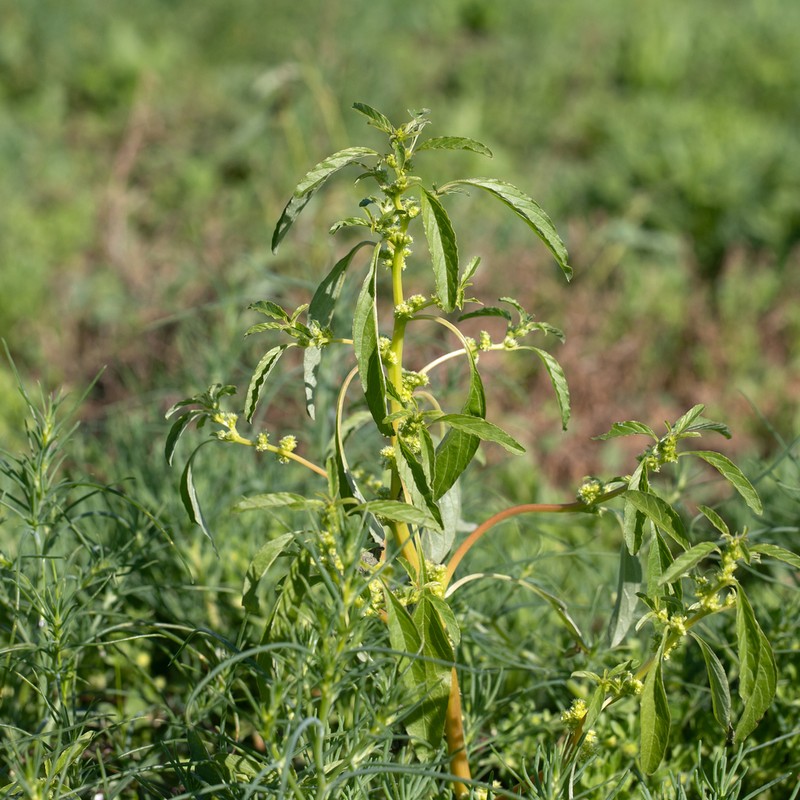 Amaranthus mitchellii photo 8