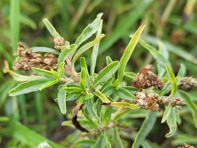 African Amaranth photo 2