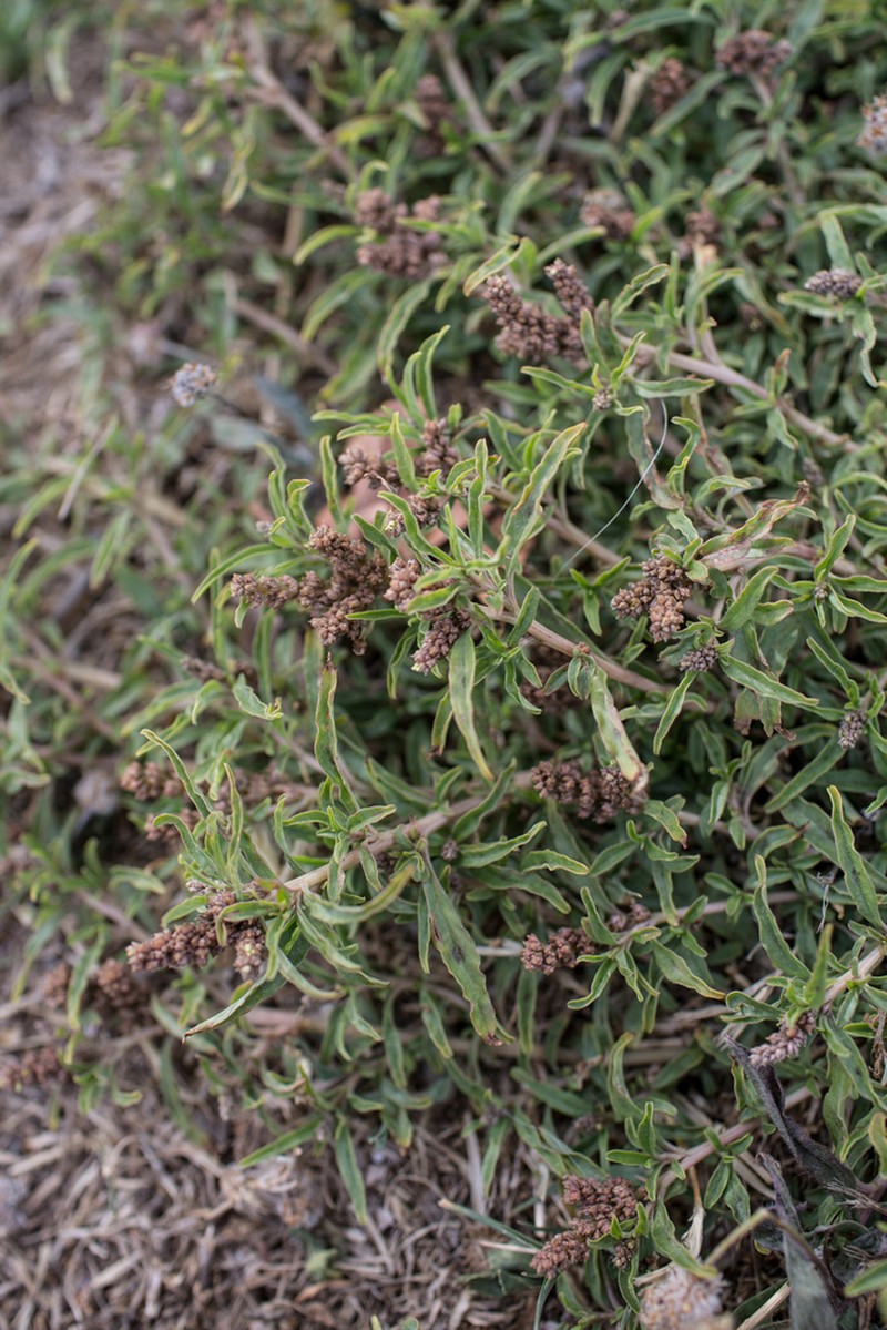 African Amaranth photo 4