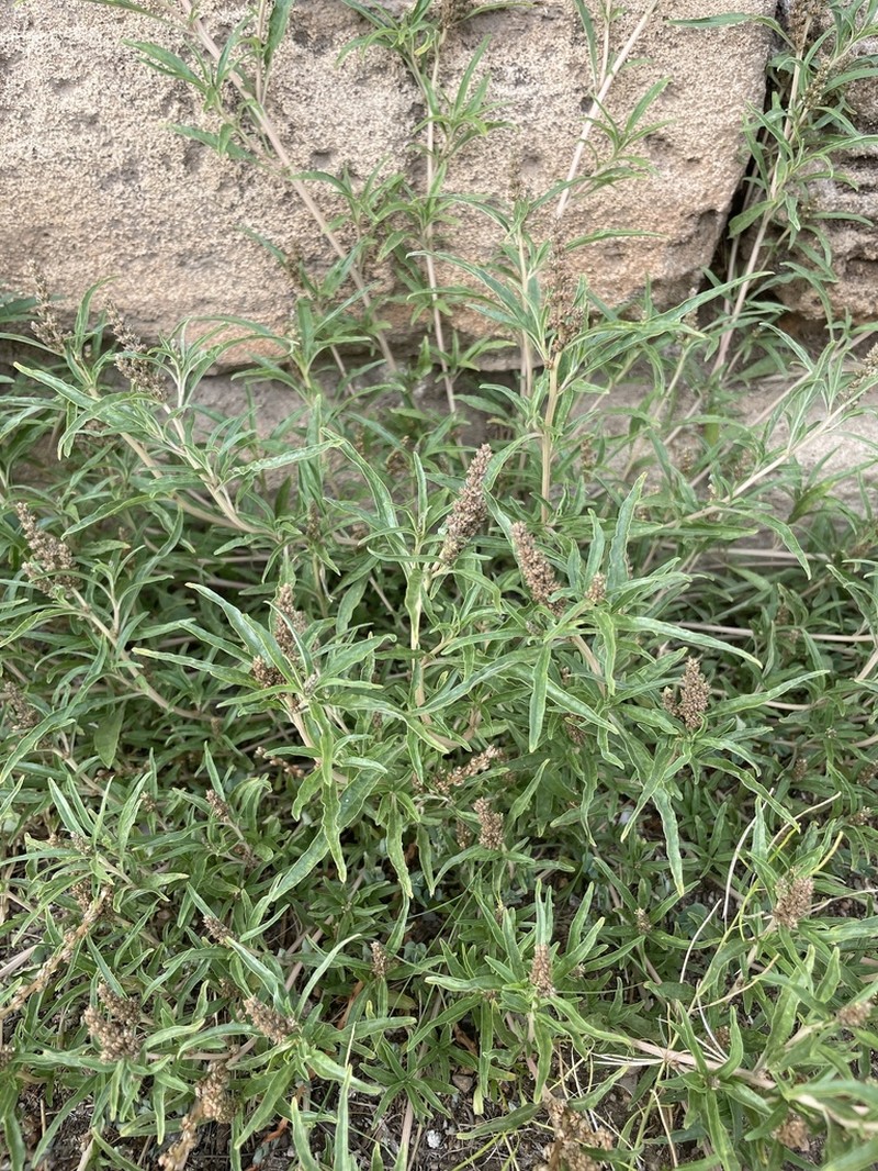 African Amaranth photo 5