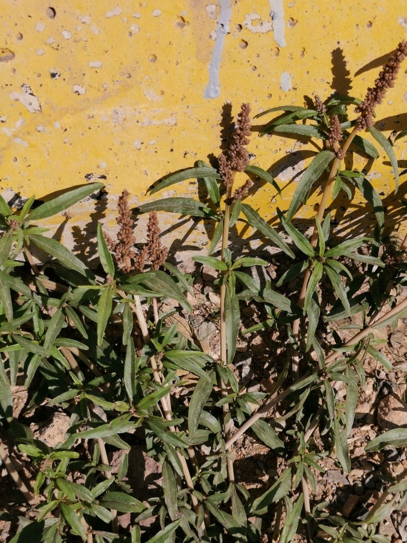 African Amaranth photo 6