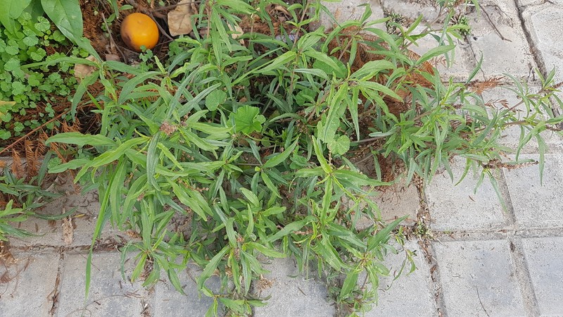 African Amaranth photo 7