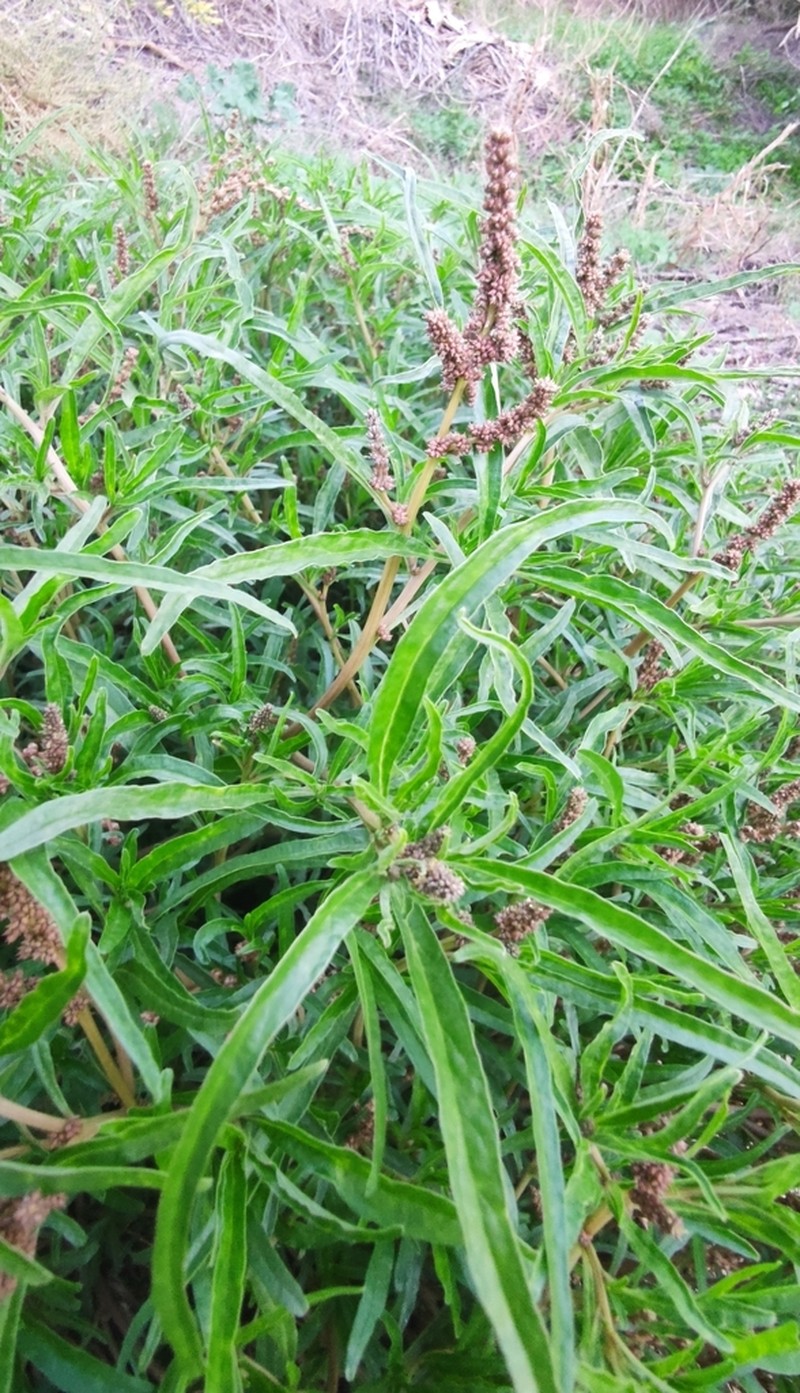 African Amaranth photo 8