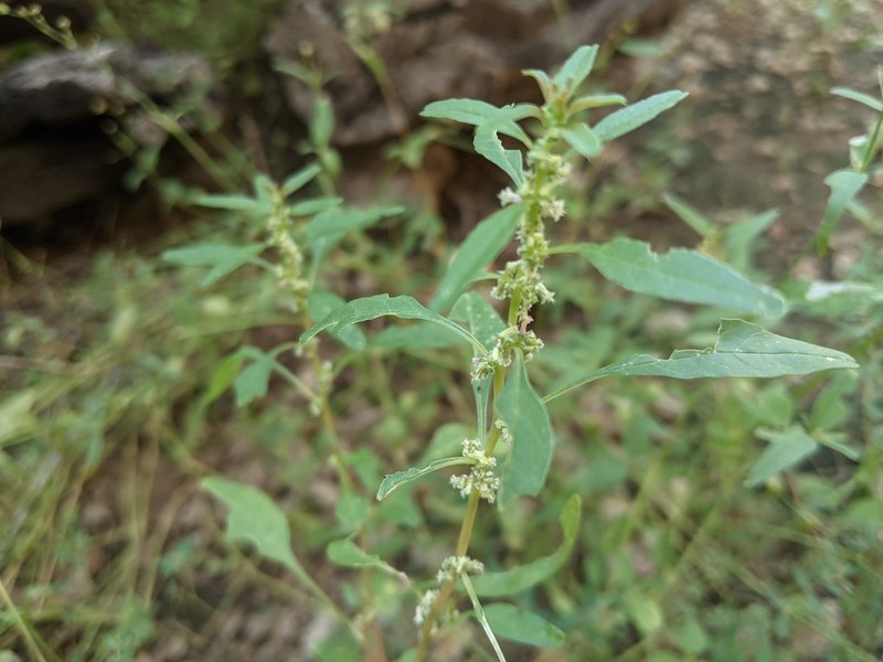 Trans-Pecos Amaranth