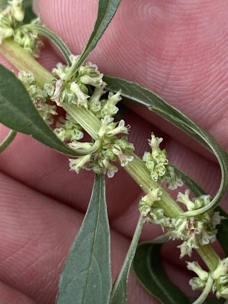 Trans-Pecos Amaranth photo 2
