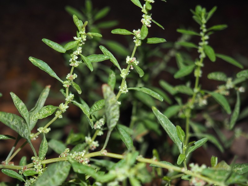 Trans-Pecos Amaranth photo 3